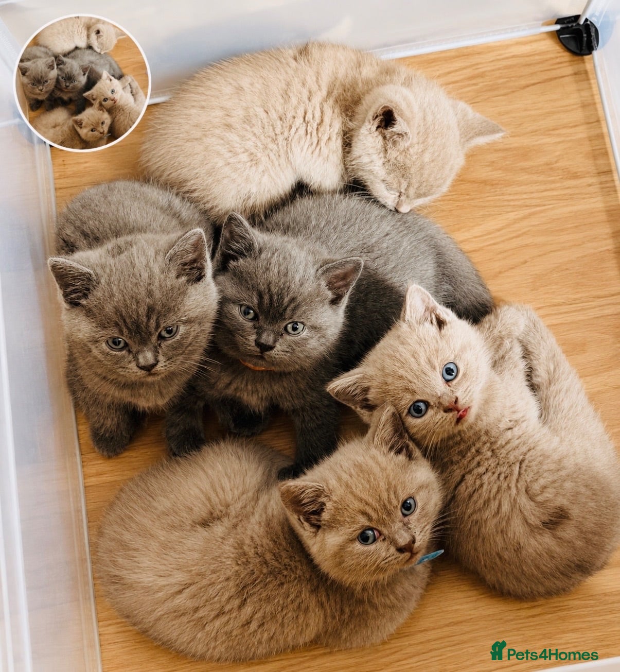 British Shorthair cats British Shorthair adorable Kittens Available 🤗 - Advert 7
