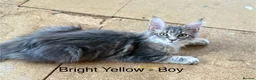 Maine Coon cats for sale: Stunning Maine Coon Kittens Looking for 5⭐️ Homes - Advert 3
