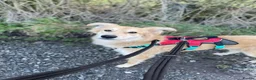 Mixed Breed dogs for adoption: Meet Mable, currently residing in Cheshire  in Nantwich - Advert 9
