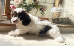 Miniature Dachshund dogs for sale: Mini dachshund puppies available  - Image 5