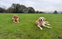 Golden Retriever dogs for stud: HANDSOME 2 YEAR OLD RED STUD - GOLDEN RETRIEVER  - Image 10
