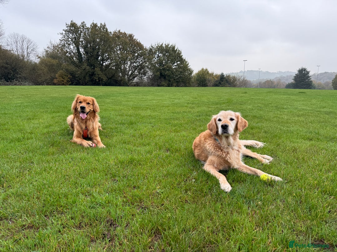 Golden Retriever dogs for stud: HANDSOME 2 YEAR OLD RED STUD - GOLDEN RETRIEVER  - Image 10