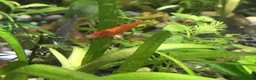 Shrimps fish for sale: Black, red, and yellow freshwater shrimp  - Advert 8