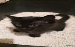 Turkish Angora cats for sale: Turkish Angora Kittens – Playful Boy & Girl - Image 5