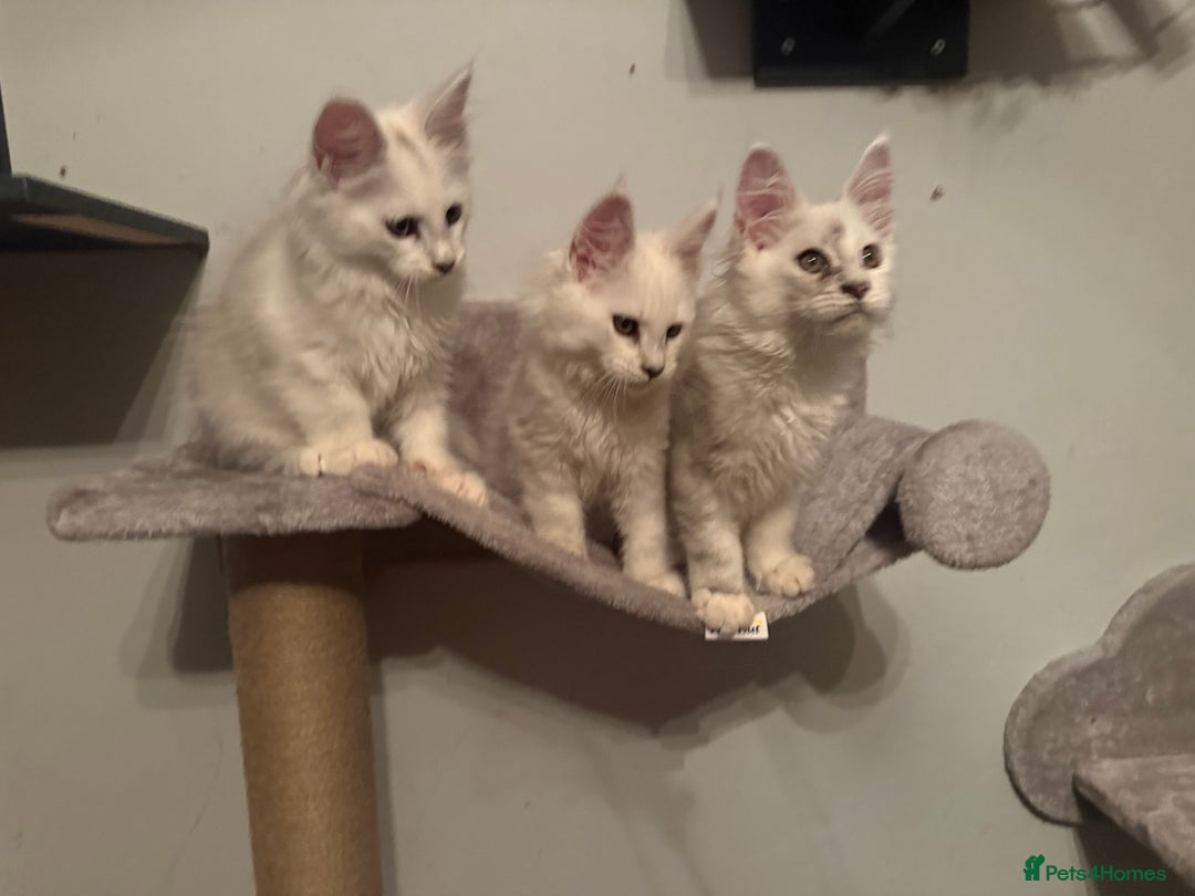 Maine Coon cats for sale: TICA Reg Blue Silver Shaded MaineCoon Kittens  - Advert 23