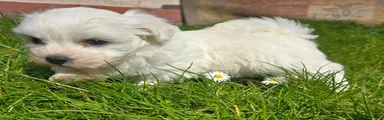 Maltese Puppy 2