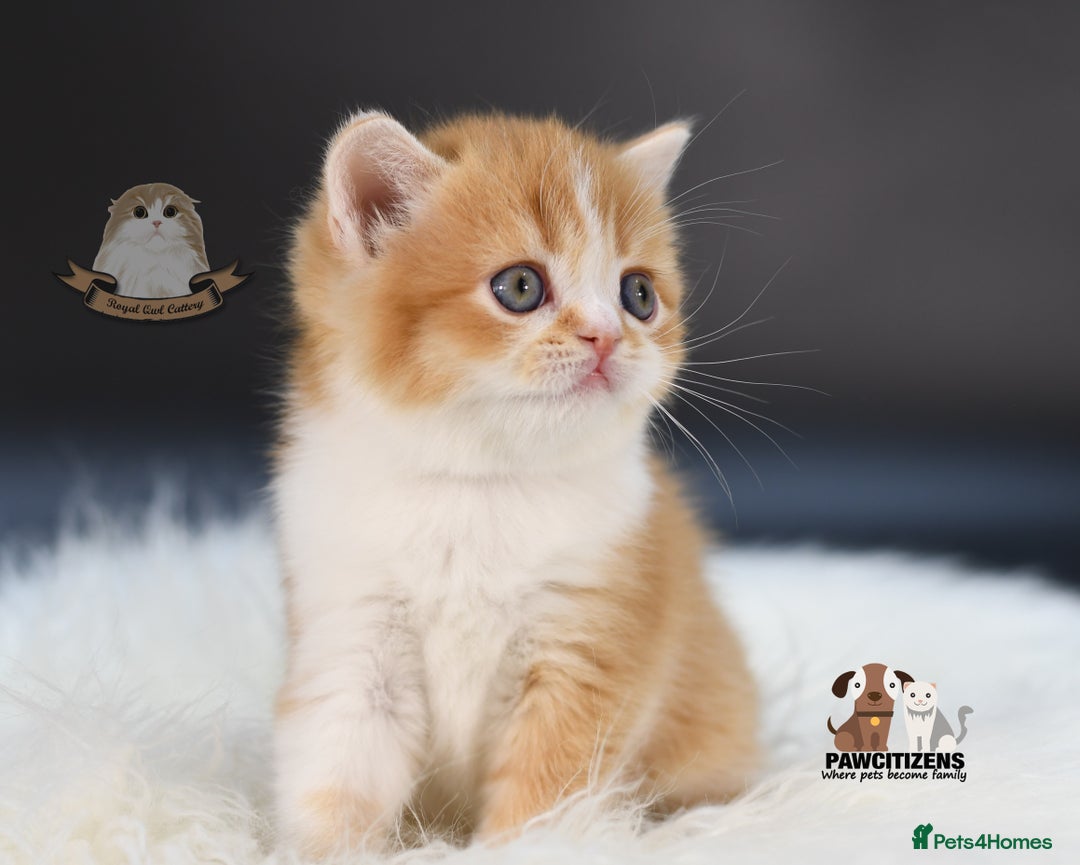 Scottish Fold cats for sale: LICENSED CATTERY, PURE BREED TOP QUALITY KITTENS - Image 15