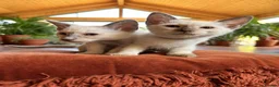 Ragamese cats for sale: Fluffy Ragdoll Cross Siamese Kittens - Advert 4
