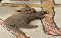 British Shorthair cats for sale: Gorgeous Kittens Ready to Find Their Forever Homes - Image 28