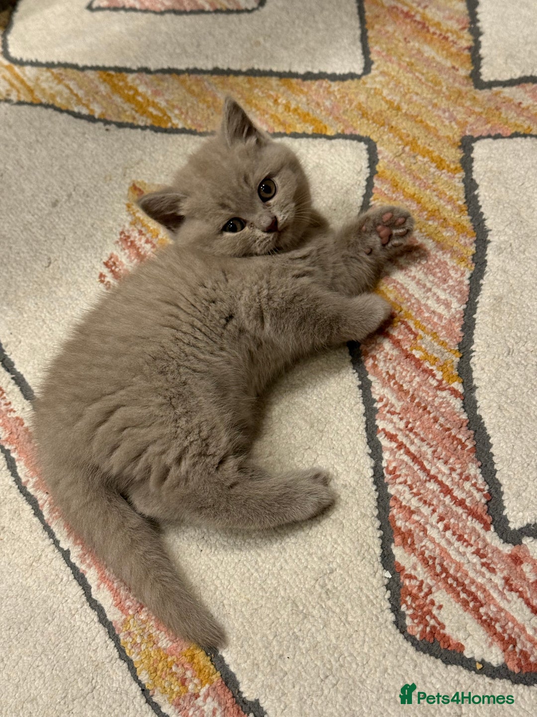 British Shorthair cats for sale: Gorgeous Kittens Ready to Find Their Forever Homes - Image 28