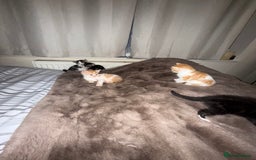 Domestic Shorthair cats for sale: Kittens  - Image 8