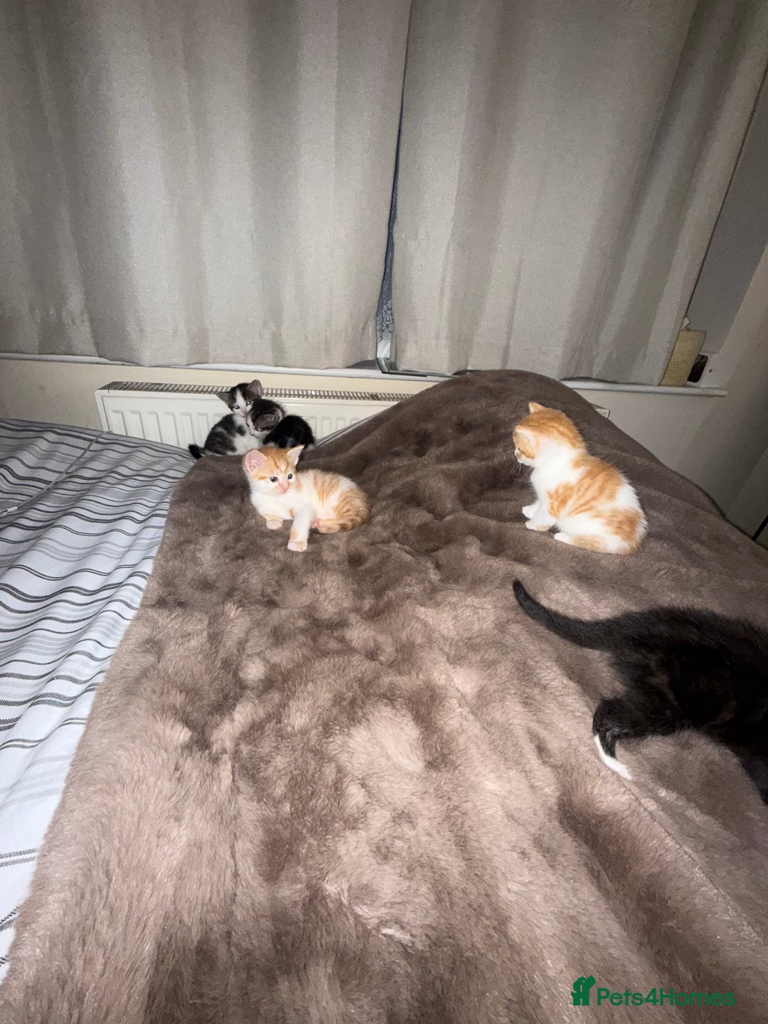 Domestic Shorthair cats for sale: Kittens  - Image 8