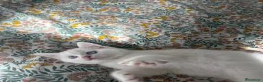 British Shorthair 1
