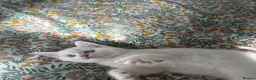 British Shorthair cats for sale: 3 Beautiful British Kittens - Advert 3