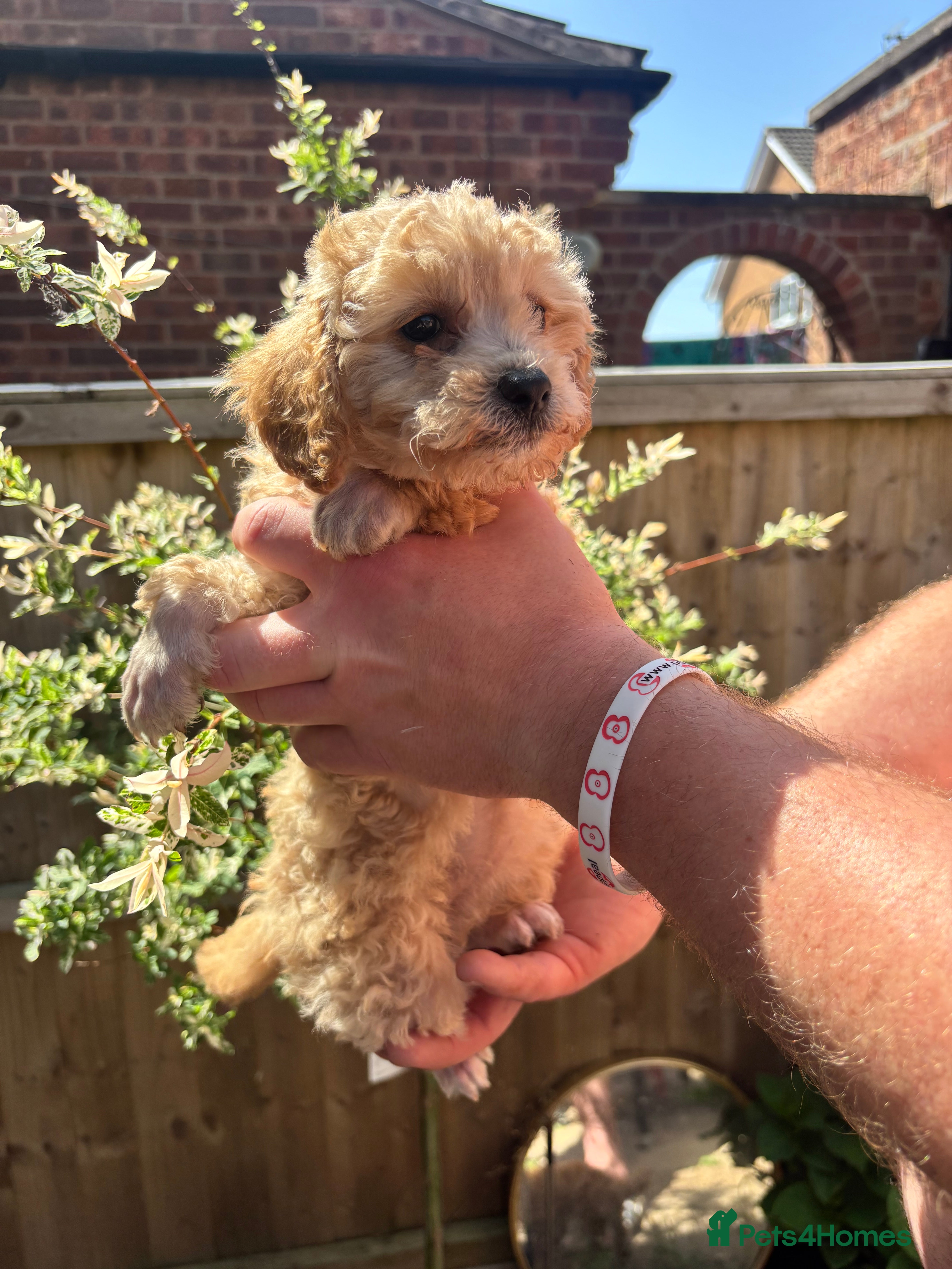 Toy Poodle dogs for sale: Litter of 2 beautiful Apricot girls  - Advert 11