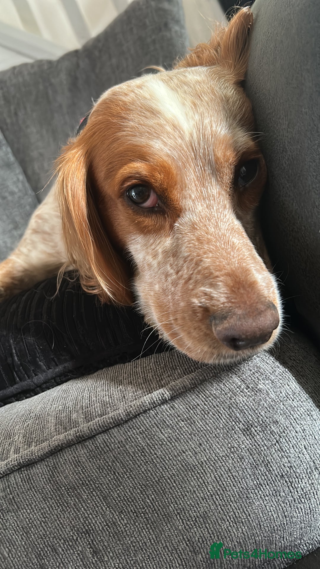 Cocker Spaniel dogs for sale: Female cocker spaniel - Image 2
