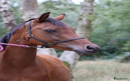 Arabian horse horses for sale: 67% stunning part arab mare prolific in hand - Image 8