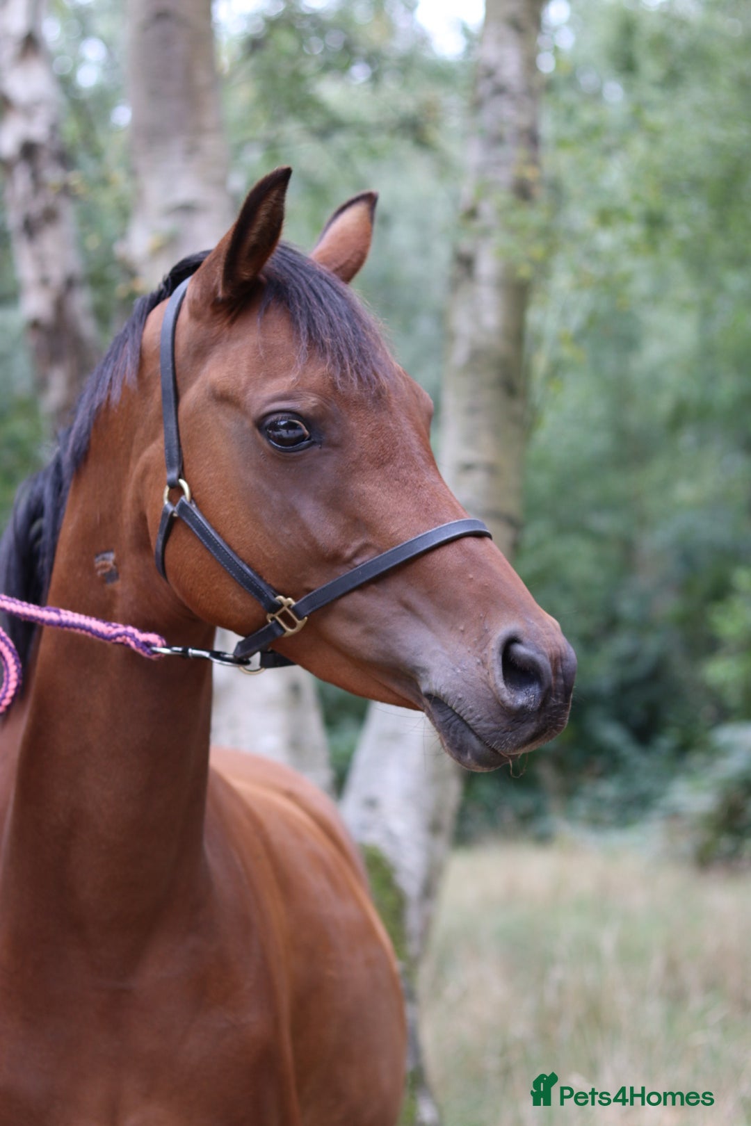 Arabian horse horses for sale: 67% stunning part arab mare prolific in hand - Image 8