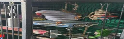 Ringnecks birds for sale: Male and female ringneck for rehome in Ryde - Advert 2