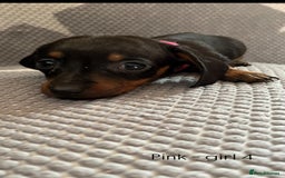 Dachshund dogs for sale:  !!Reduced!!READY TO LEAVE!! miniature dachshunds  - Image 13