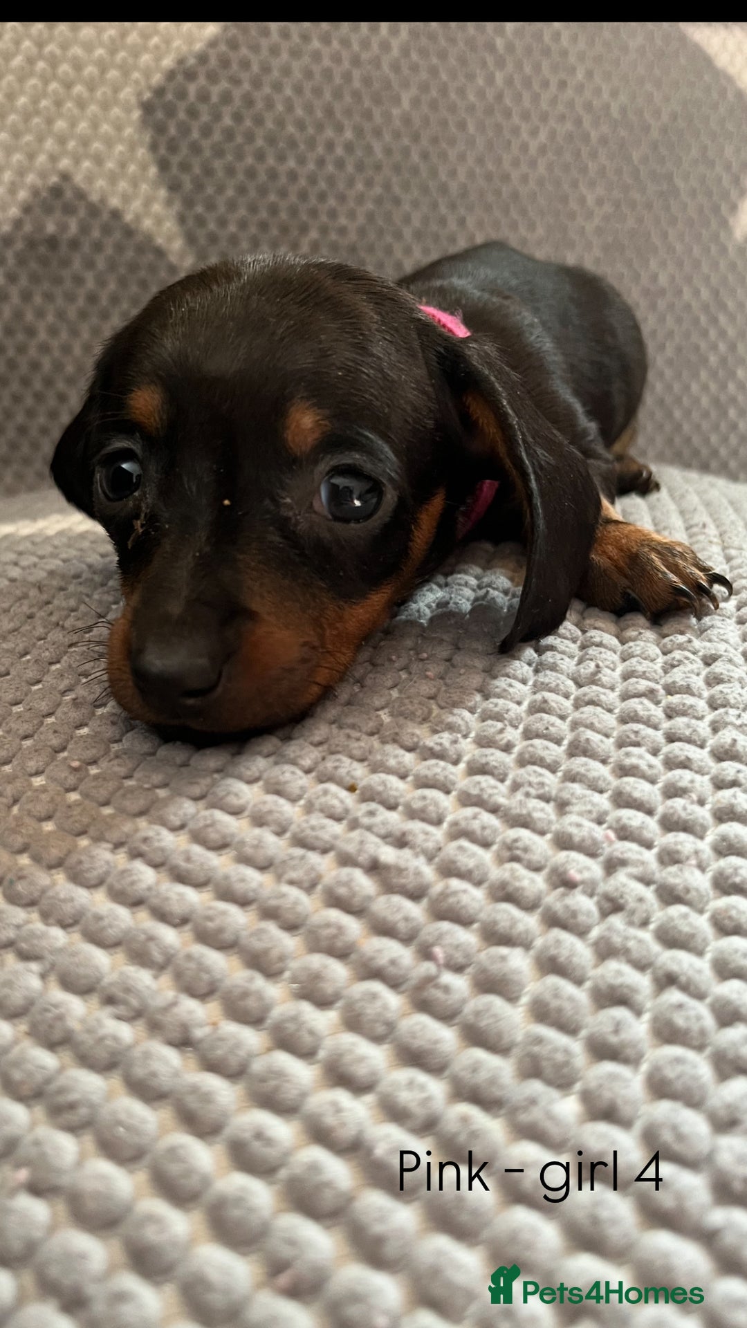Dachshund dogs for sale:  !!Reduced!!READY TO LEAVE!! miniature dachshunds  - Image 13
