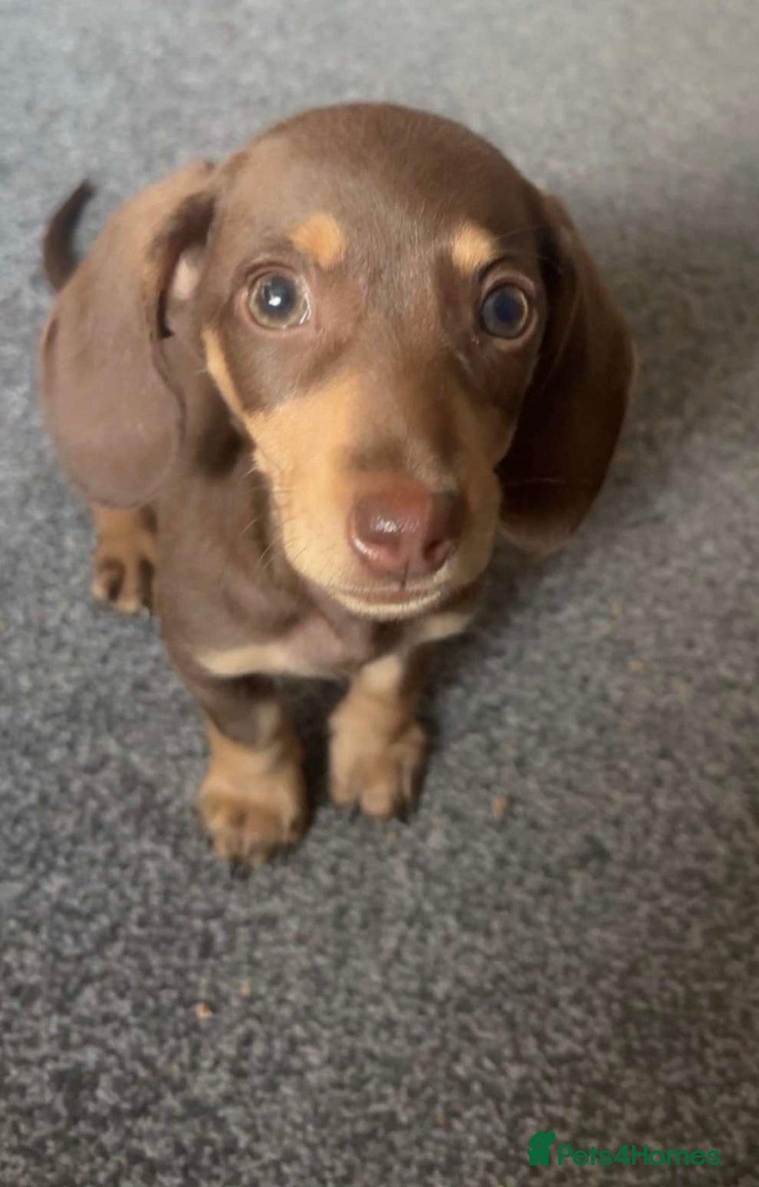Miniature Dachshund dogs for sale: Male Miniature dachshund - Image 6