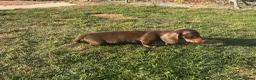 Miniature Dachshund dogs for sale: Miniature dachshund pups.KC reg&council licensed - Advert 14