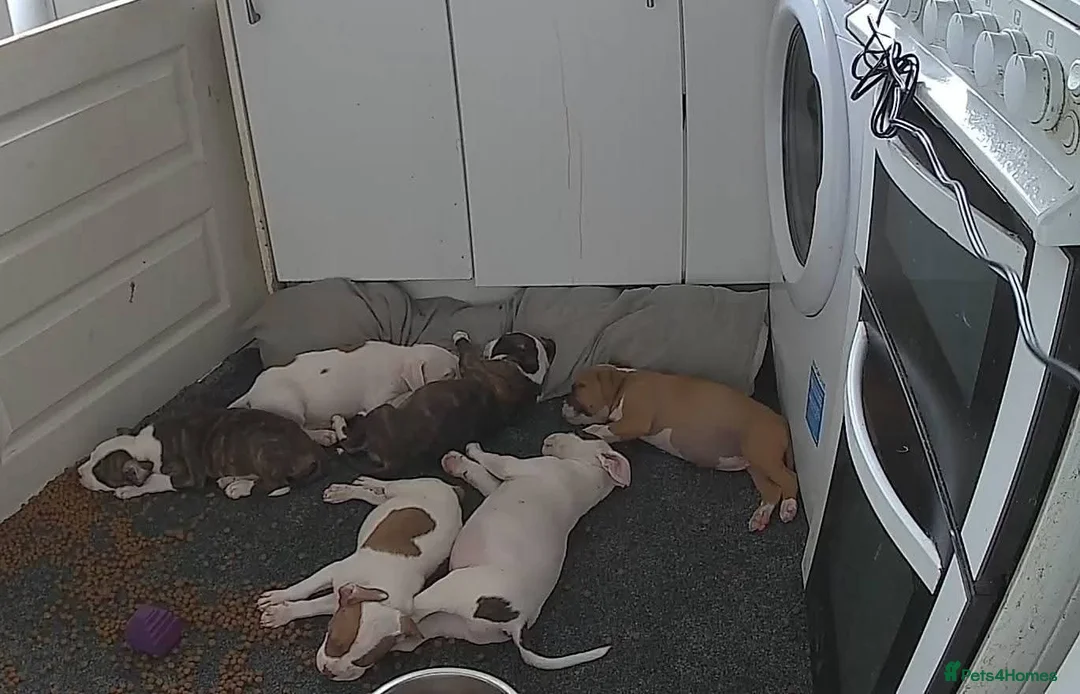 Mixed Breed dogs for sale: Mother and father are family pets  - Advert 12