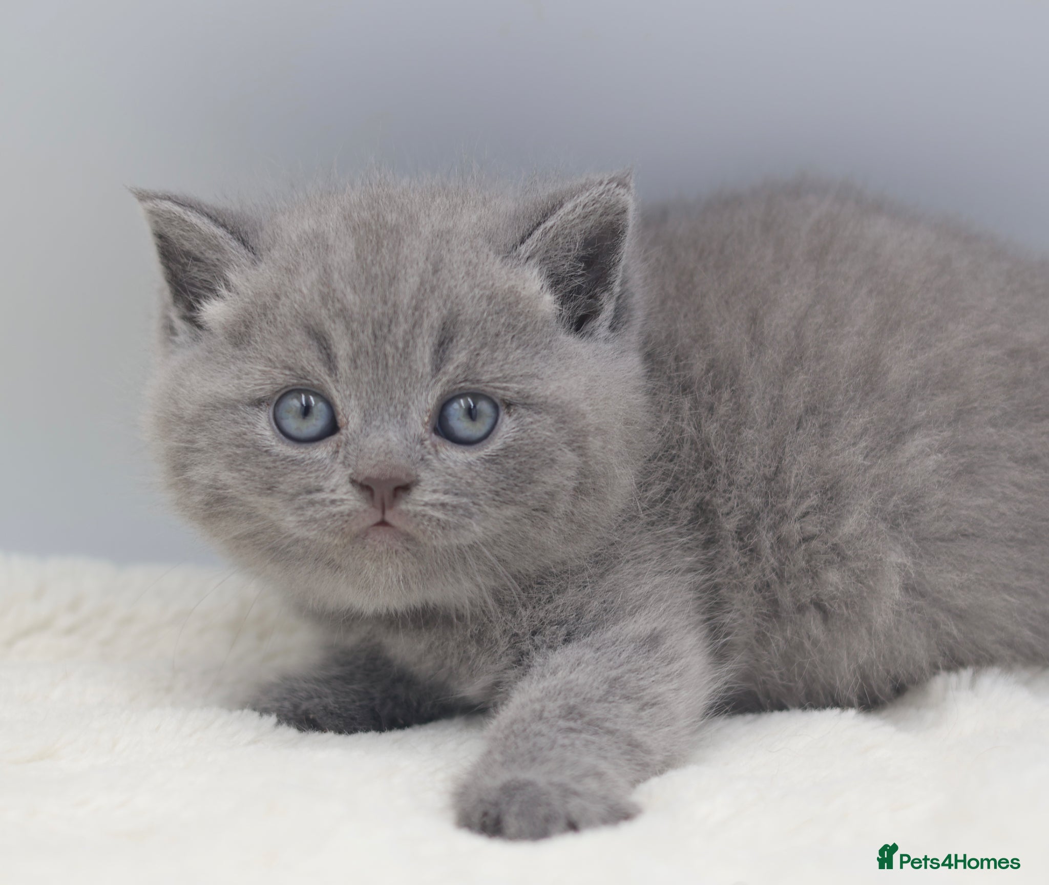 British Shorthair cats PEDIGREE REGISTERED CHUNKY BRITISH SHORTHAIRS - Advert 2