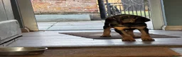 Bloodhound dogs for sale: Last boy left  - Advert 6