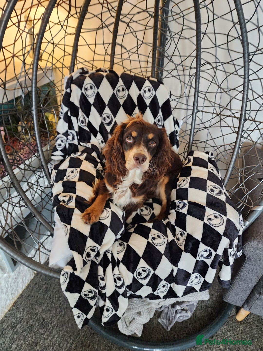 Sprocker dogs for sale: Male Sprocker needing new home - Advert 2