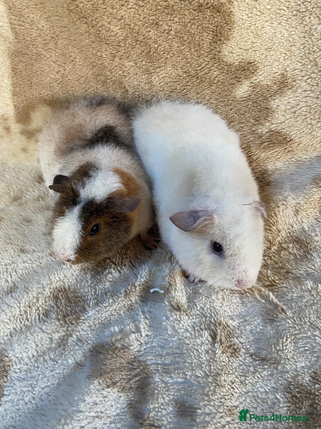 Guinea Pig rodents for sale: Male Teddy Guinea Pigs  - Advert 2