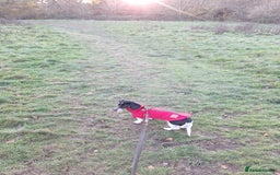 Miniature Dachshund dogs for sale: Miniature Dachsund  - Advert 26