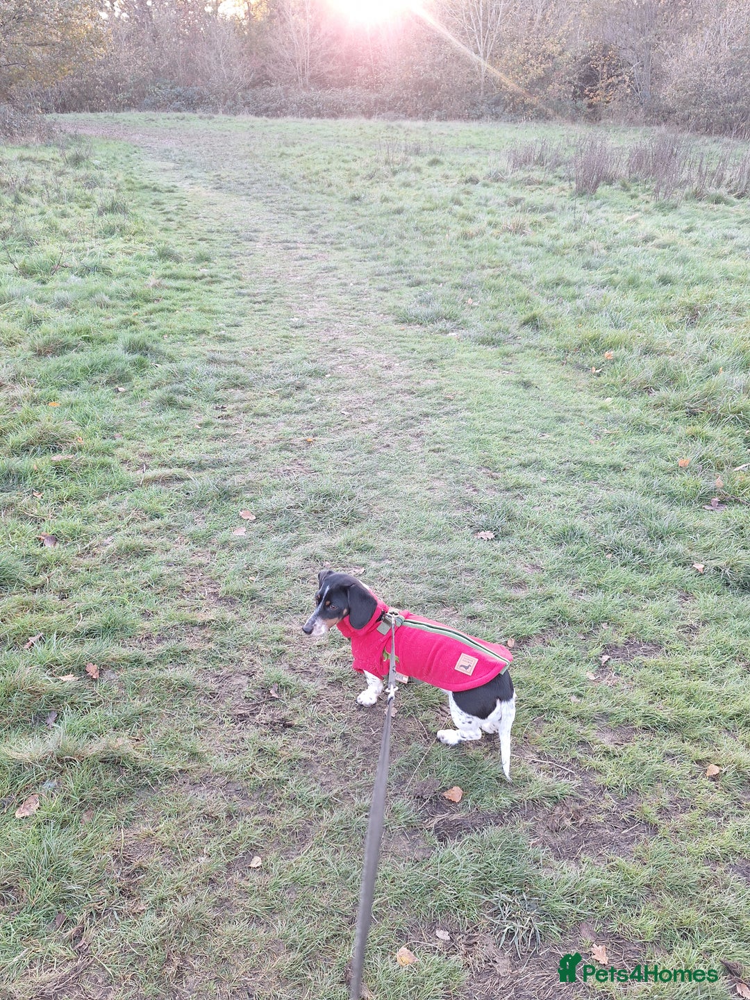 Miniature Dachshund dogs for sale: Miniature Dachsund  - Advert 26