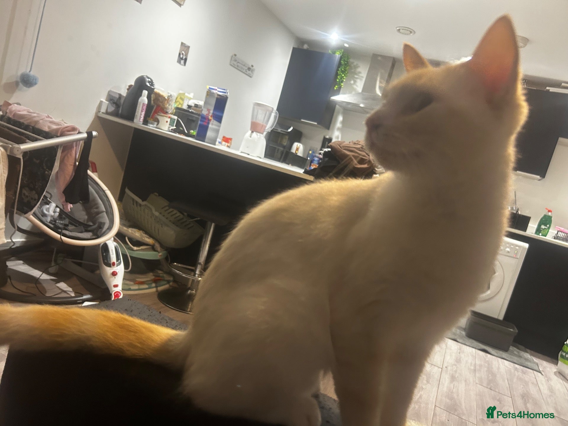Mixed Breed cats Beautiful 1 year old cat  - Advert 6