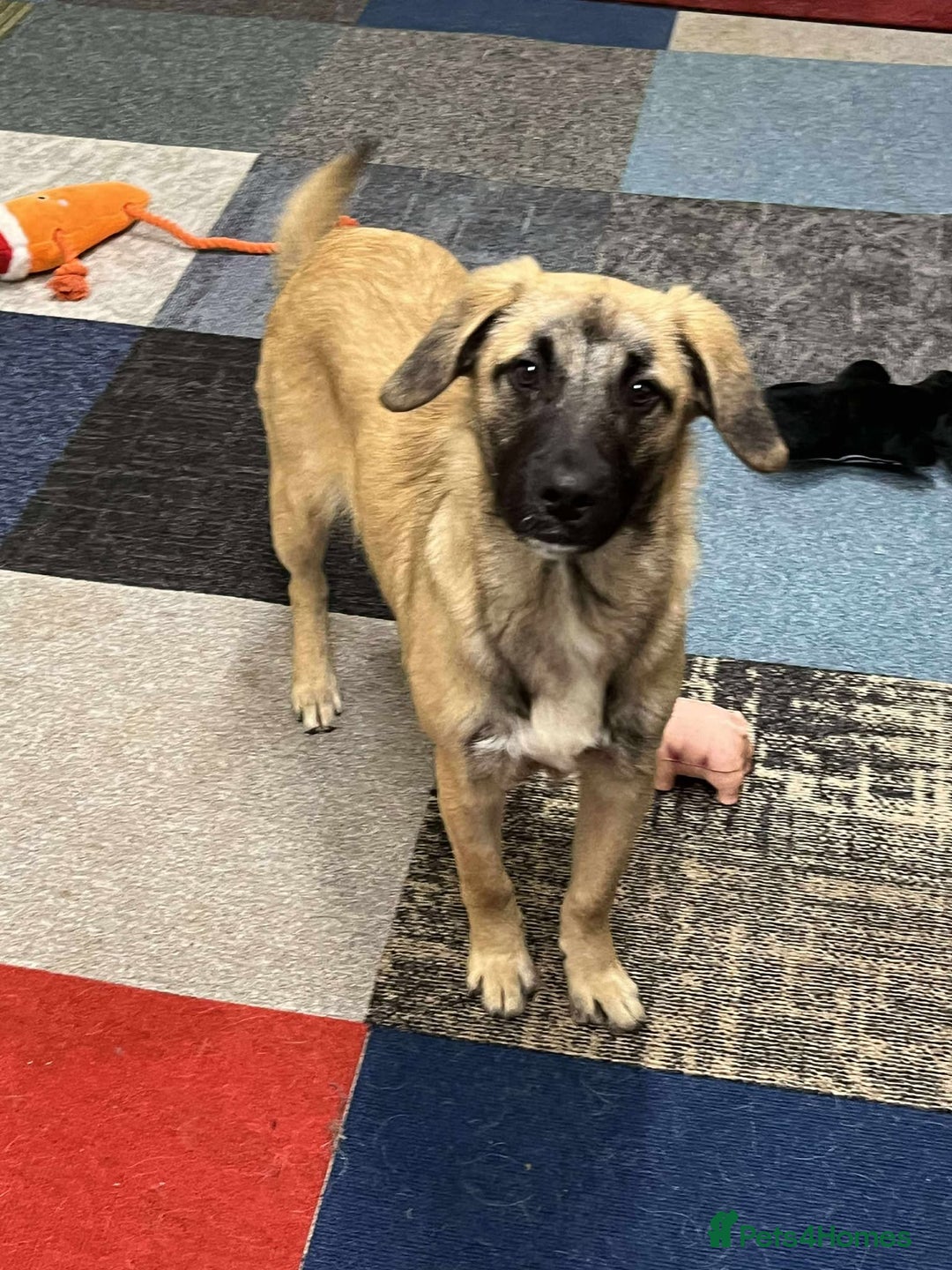 Mixed Breed dogs for adoption: MUFFIN - Advert 9