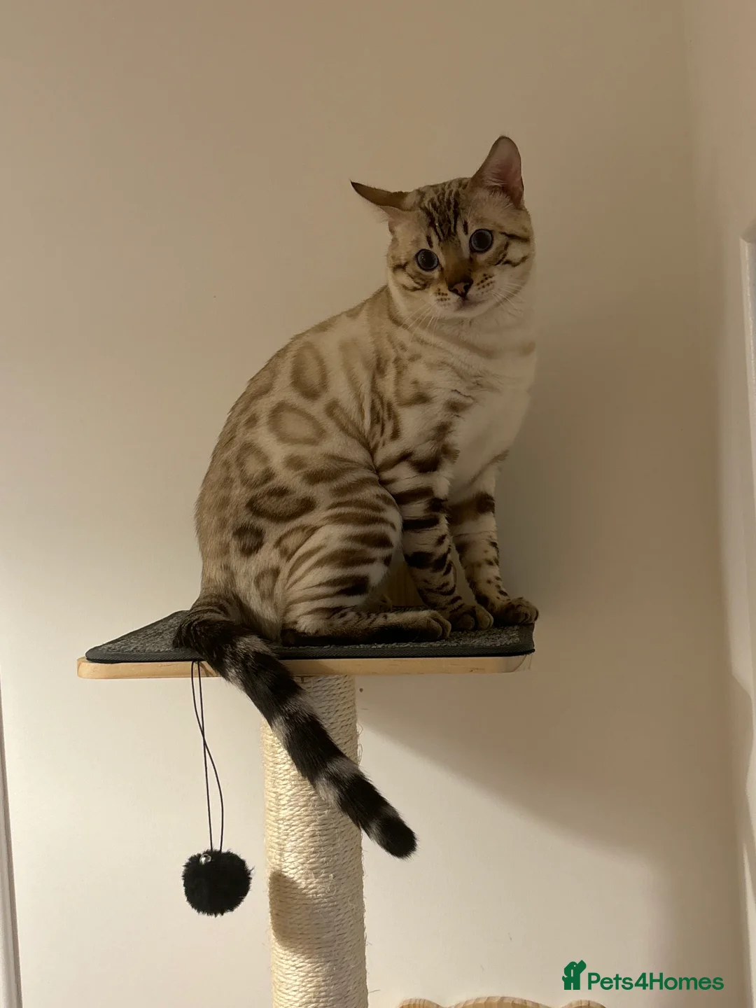 Bengal cats for sale: Beautiful lynx snow bengal  - Advert 2