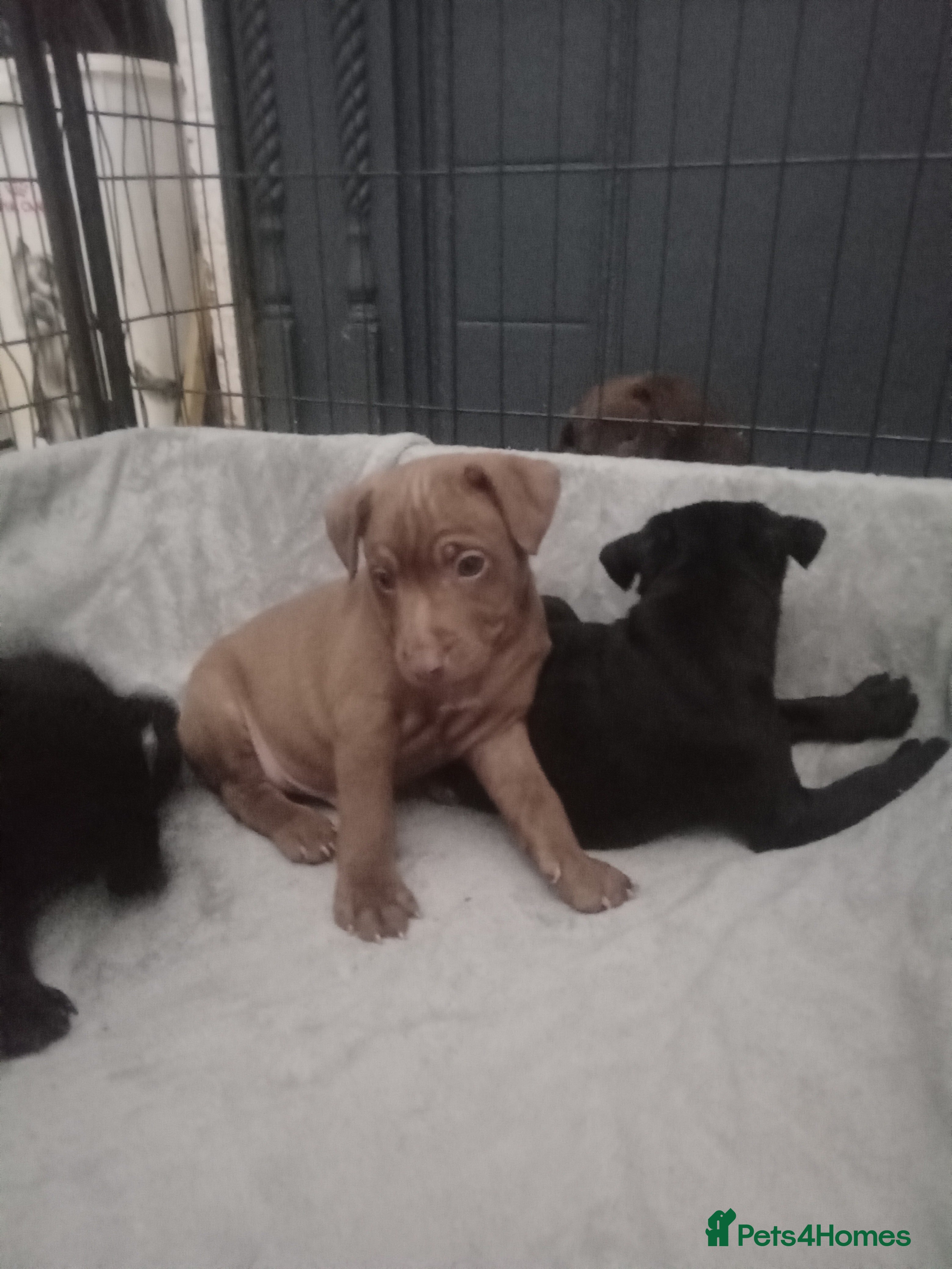Patterdale Terrier dogs PATTERDALE PUPS FOR SALE READDY NOW  in Birkenhead - Advert 1
