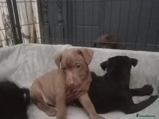 Patterdale Terrier dogs PATTERDALE PUPS FOR SALE READDY NOW in Birkenhead - Advert 1