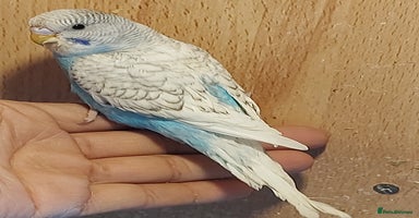 Budgerigars birds - Advert 2