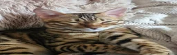 Bengal cats for sale: Bengal kittens, 6 month old in Southsea - Advert 5