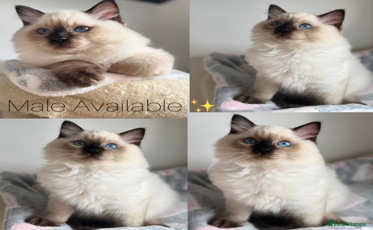 Ragdoll cats - Advert 9