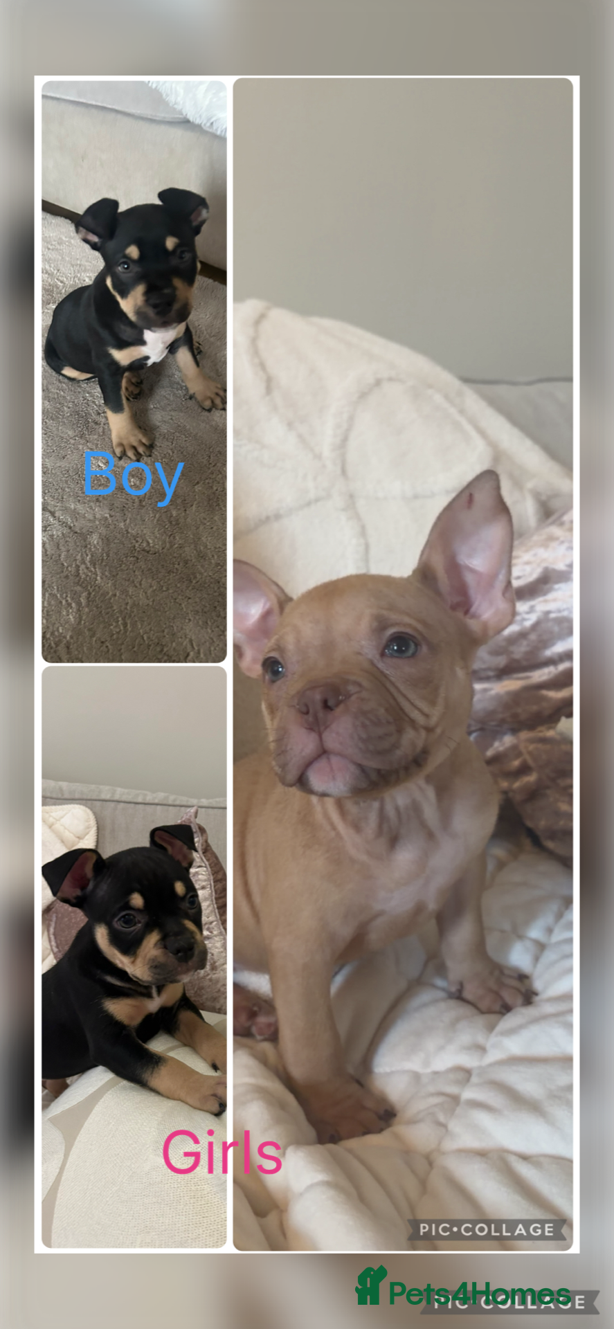 American Bully dogs REDUCE READY TO GO ABKC Registered pocket bully  - Advert 15