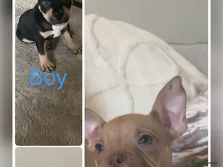 American Bully dogs REDUCE READY TO GO ABKC Registered pocket bully - Advert 15