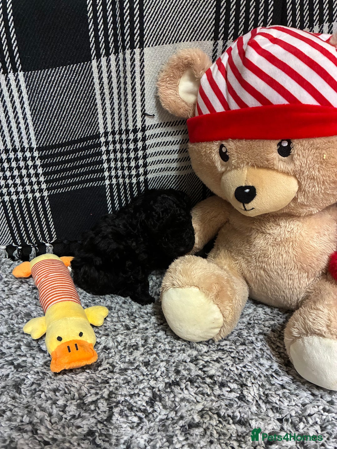 Miniature Poodle dogs for sale: miniature poodles  - Advert 18