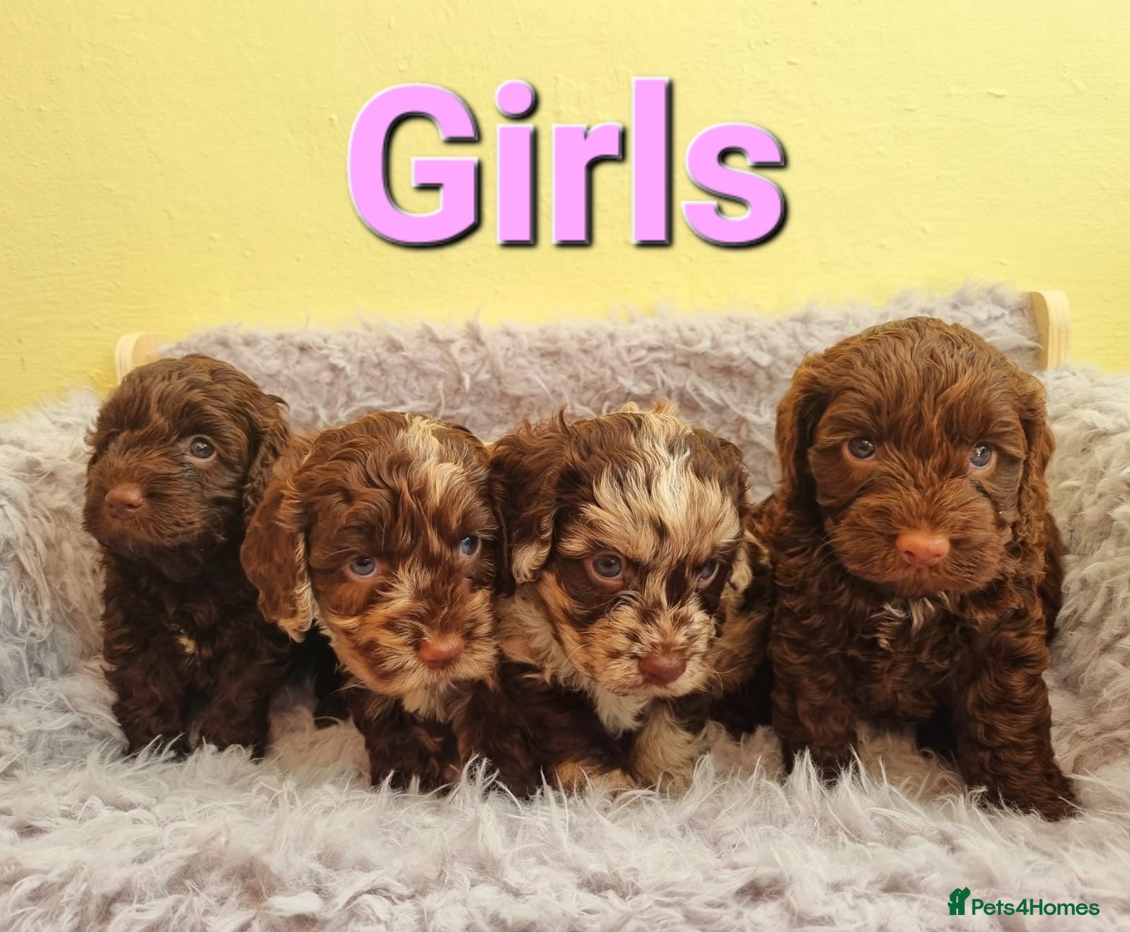 Cockapoo dogs Cockapoo puppies - Advert 1