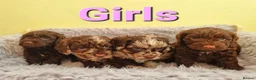 Cockapoo dogs for sale: Cockapoo puppies - Advert 14