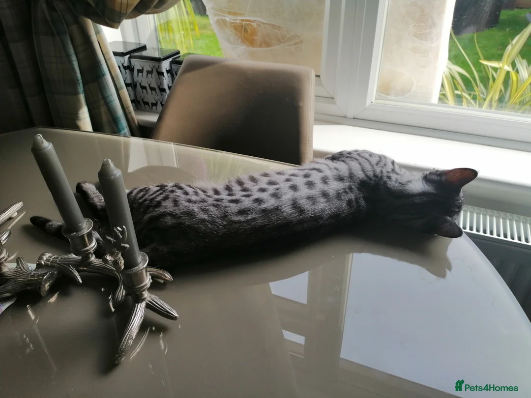 Savannah cats for stud:  silver spotted in Wickford - Advert 6