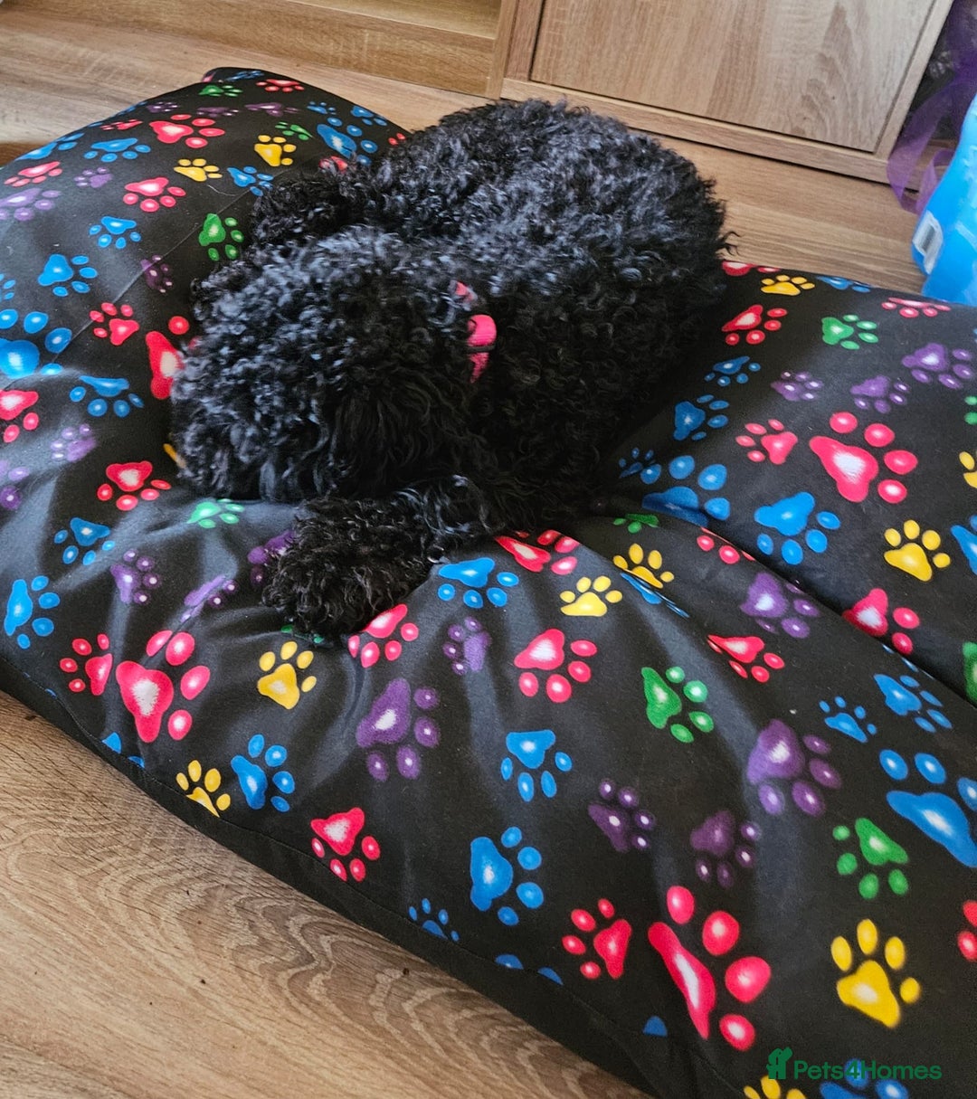 Cockapoo dogs for sale: 14 month old cockapoo needs rehoming  - Advert 2
