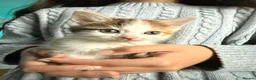 Mixed Breed cats for sale: Beautiful kittens mixed with ragdoll - Advert 13